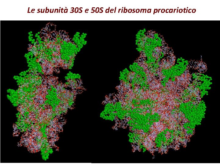 Le subunità 30 S e 50 S del ribosoma procariotico 
