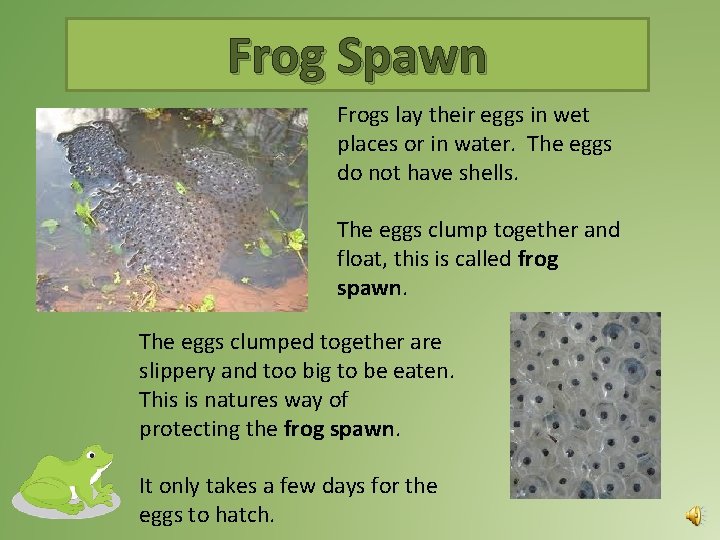 Frog Spawn Frogs lay their eggs in wet places or in water. The eggs