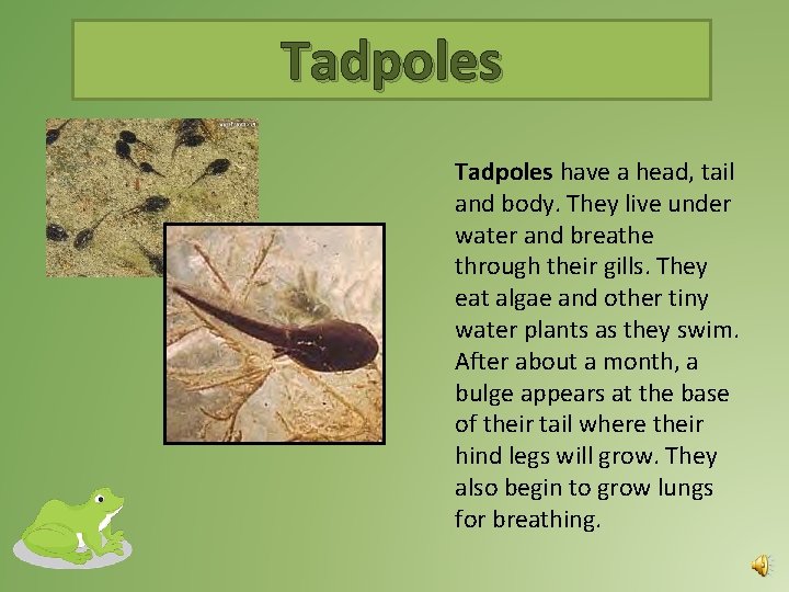 Tadpoles have a head, tail and body. They live under water and breathe through