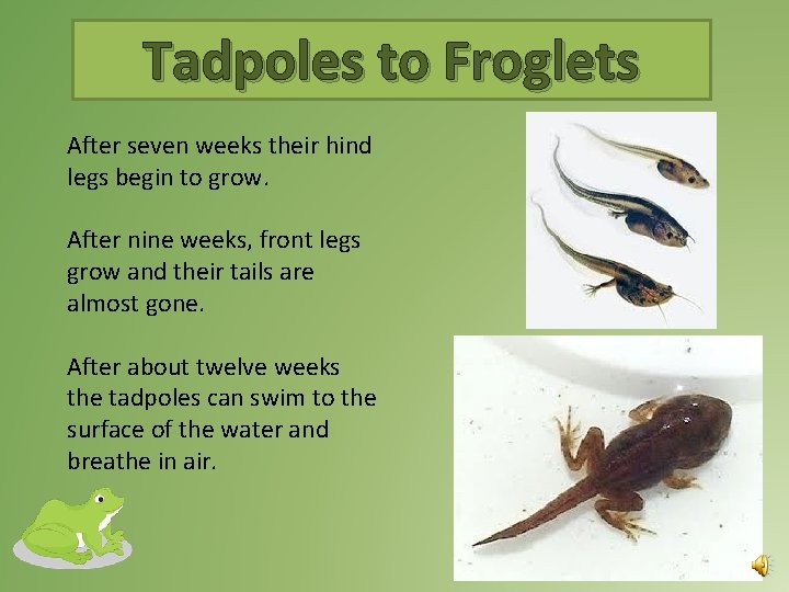 Tadpoles to Froglets After seven weeks their hind legs begin to grow. After nine