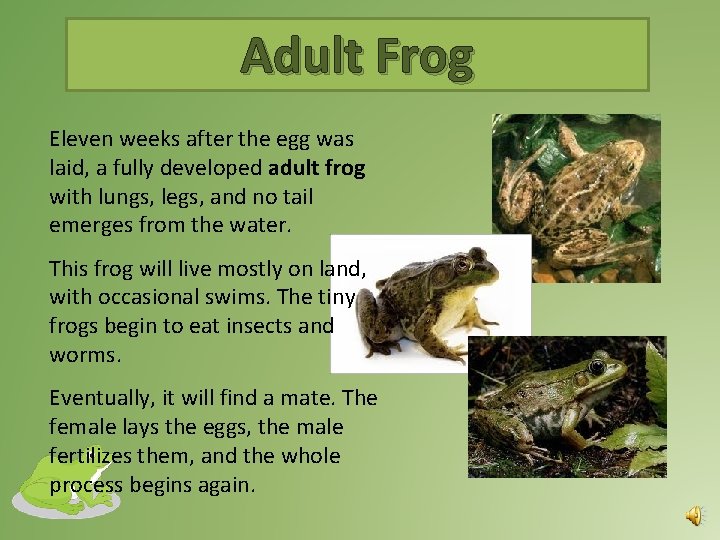 Adult Frog Eleven weeks after the egg was laid, a fully developed adult frog