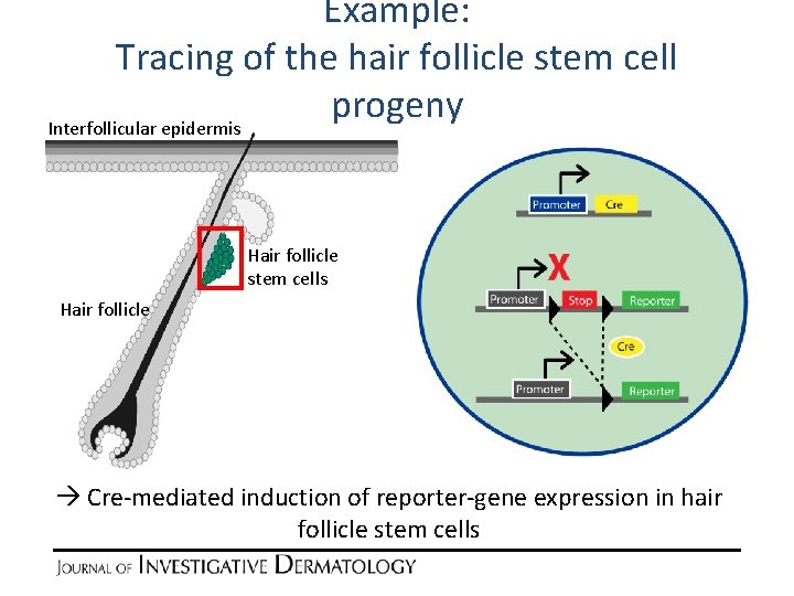 Example: Tracing of the hair follicle stem cell progeny Interfollicular epidermis Hair follicle stem
