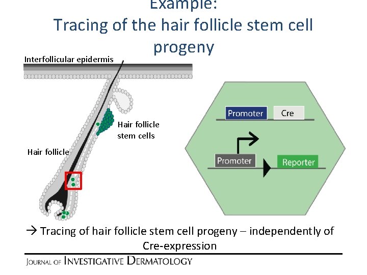 Example: Tracing of the hair follicle stem cell progeny Interfollicular epidermis Hair follicle stem