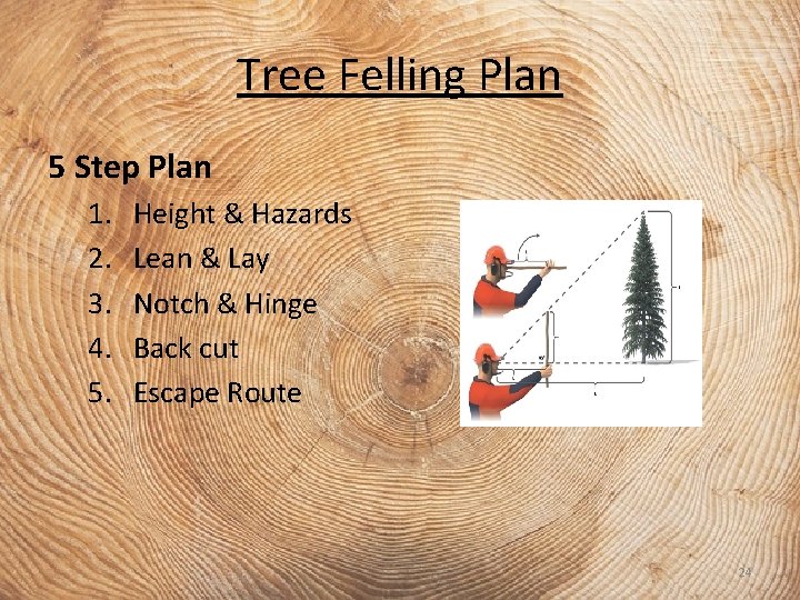 Tree Felling Plan 5 Step Plan 1. 2. 3. 4. 5. Height & Hazards