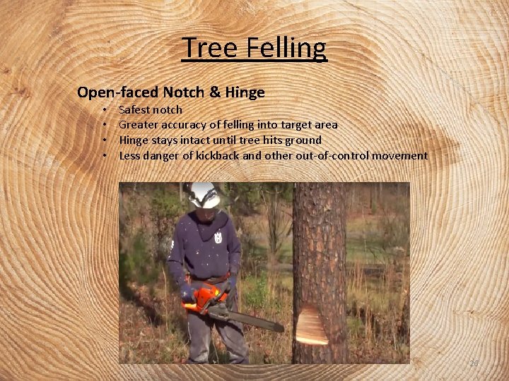 Tree Felling Open-faced Notch & Hinge • • Safest notch Greater accuracy of felling