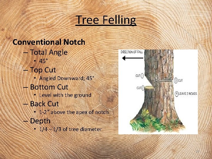 Tree Felling Conventional Notch – Total Angle • 45° – Top Cut • Angled