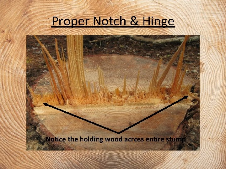 Proper Notch & Hinge Notice the holding wood across entire stump 