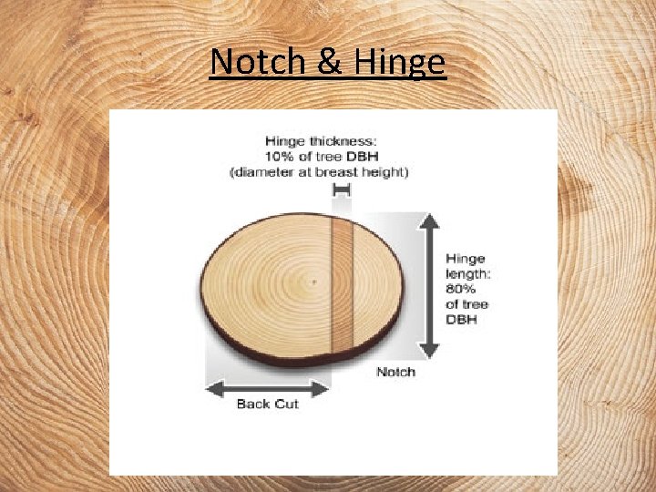 Notch & Hinge 