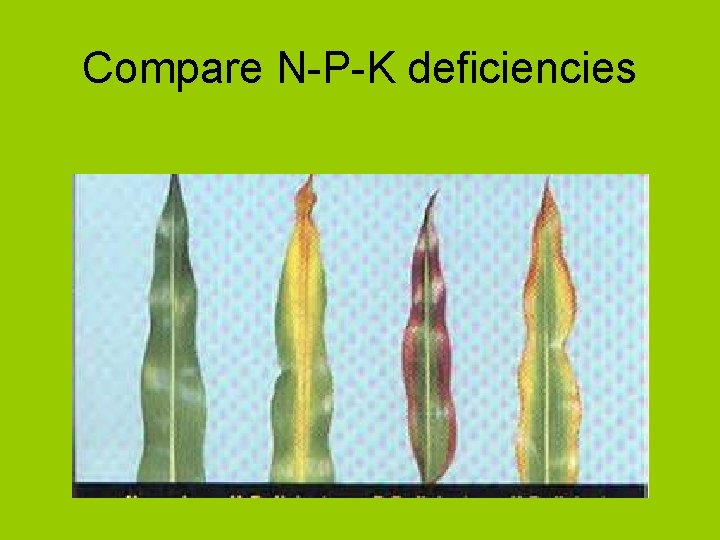 Compare N-P-K deficiencies 