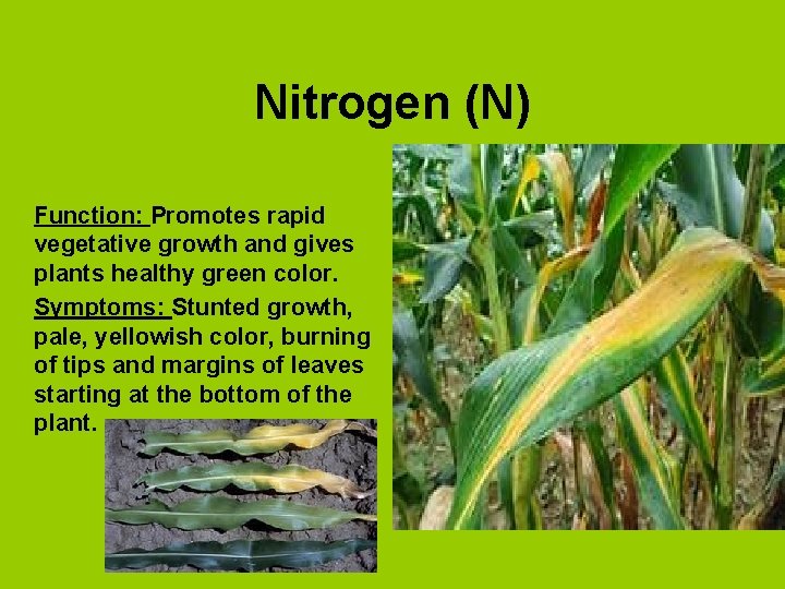 Nitrogen (N) Function: Promotes rapid vegetative growth and gives plants healthy green color. Symptoms: