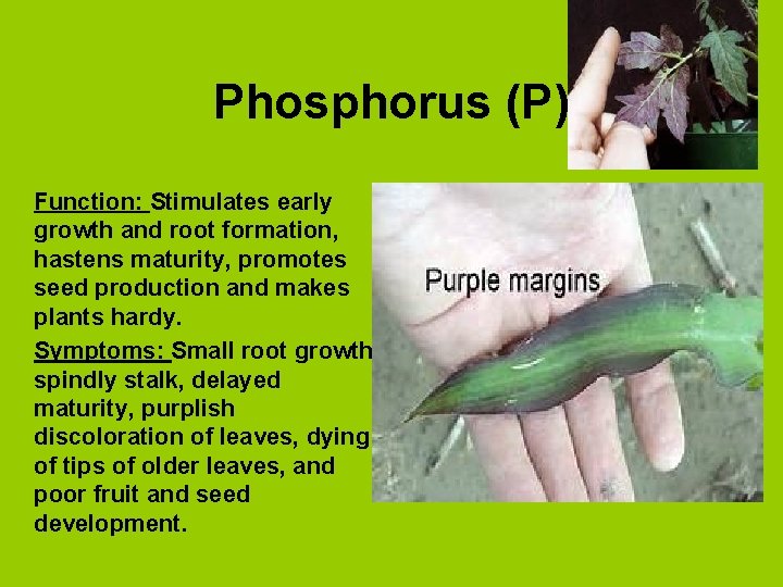 Phosphorus (P) Function: Stimulates early growth and root formation, hastens maturity, promotes seed production