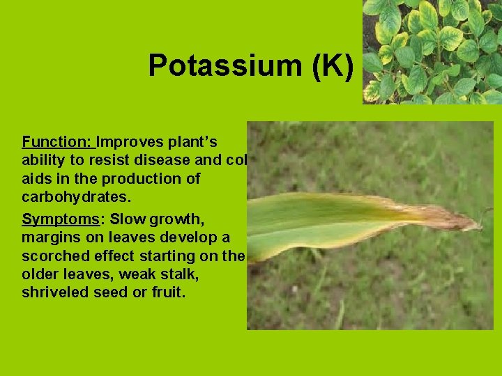 Potassium (K) Function: Improves plant’s ability to resist disease and cold, aids in the