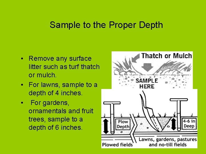 Sample to the Proper Depth • Remove any surface litter such as turf thatch