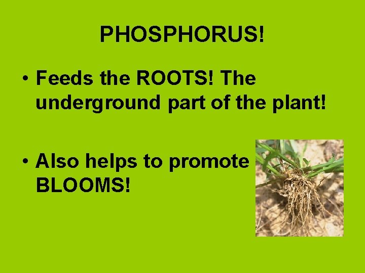 PHOSPHORUS! • Feeds the ROOTS! The underground part of the plant! • Also helps