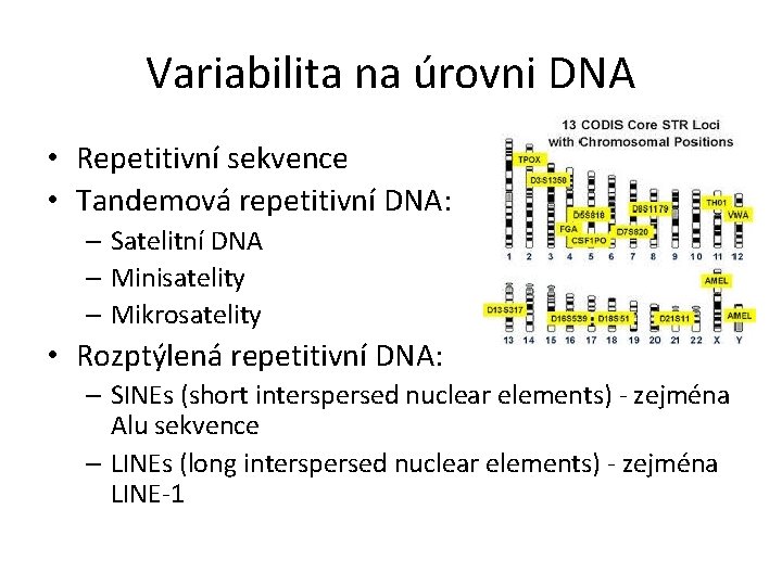 Variabilita na úrovni DNA • Repetitivní sekvence • Tandemová repetitivní DNA: – Satelitní DNA