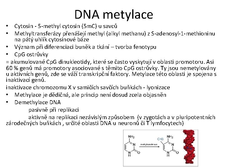 DNA metylace • Cytosin - 5 -methyl cytosin (5 m. C) u savců •