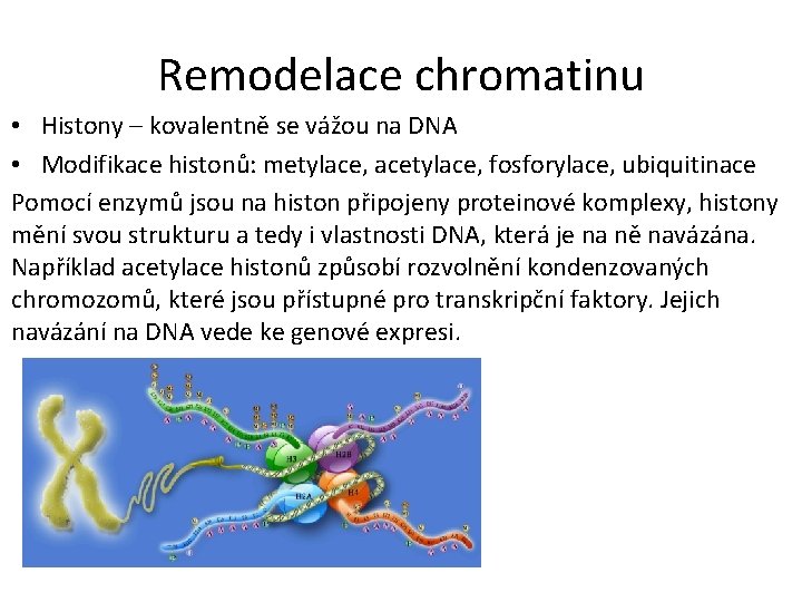 Remodelace chromatinu • Histony – kovalentně se vážou na DNA • Modifikace histonů: metylace,