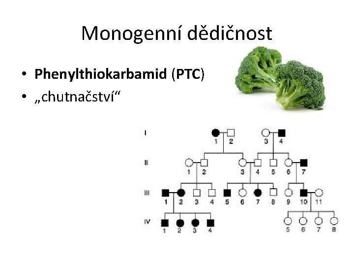 Monogenní dědičnost • Phenylthiokarbamid (PTC) • „chutnačství“ 