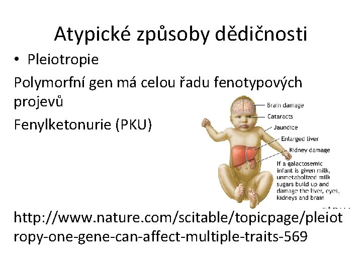 Atypické způsoby dědičnosti • Pleiotropie Polymorfní gen má celou řadu fenotypových projevů Fenylketonurie (PKU)