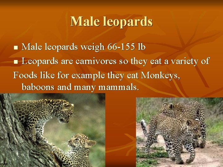 Male leopards weigh 66 -155 lb n Leopards are carnivores so they eat a