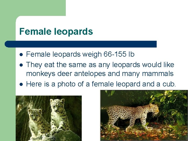 Female leopards l l l Female leopards weigh 66 -155 lb They eat the