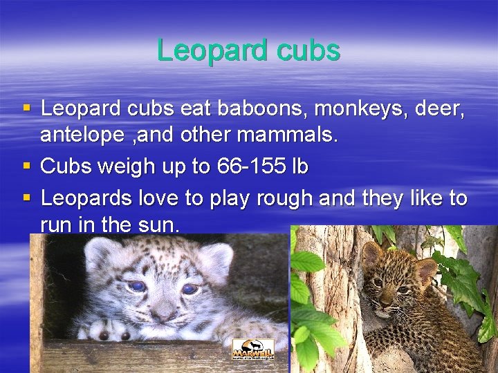 Leopard cubs § Leopard cubs eat baboons, monkeys, deer, antelope , and other mammals.
