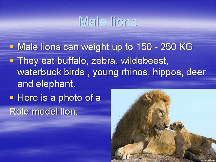 Male lions § Male lions can weight up to 150 - 250 KG §