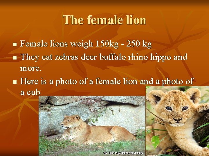 The female lion n Female lions weigh 150 kg - 250 kg They eat