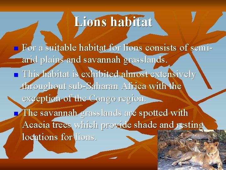 Lions habitat n n n For a suitable habitat for lions consists of semiarid