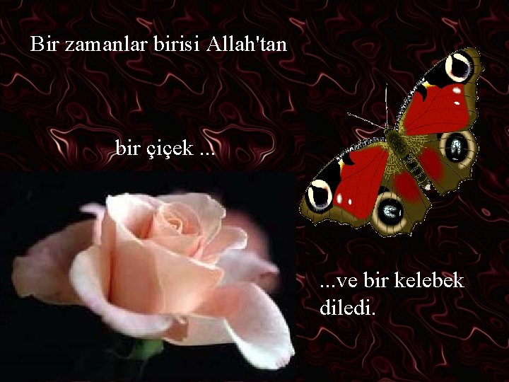 Bir zamanlar birisi Allah'tan bir çiçek. . . ve bir kelebek diledi. 