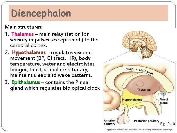 Diencephalon Main structures: 1. Thalamus – main relay station for sensory impulses (except smell) Diencephalon Main structures: 1. Thalamus – main relay station for sensory impulses (except smell)