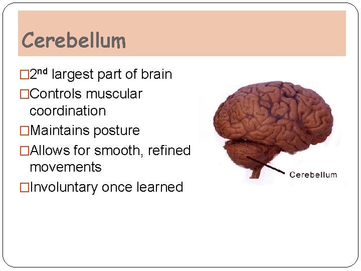 Cerebellum � 2 nd largest part of brain �Controls muscular coordination �Maintains posture �Allows Cerebellum � 2 nd largest part of brain �Controls muscular coordination �Maintains posture �Allows