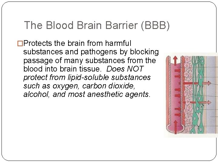 The Blood Brain Barrier (BBB) �Protects the brain from harmful substances and pathogens by The Blood Brain Barrier (BBB) �Protects the brain from harmful substances and pathogens by