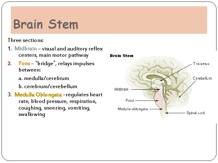 Brain Stem Three sections: 1. Midbrain – visual and auditory reflex centers, main motor Brain Stem Three sections: 1. Midbrain – visual and auditory reflex centers, main motor