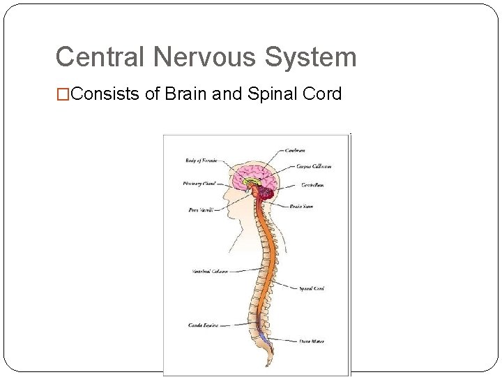 Central Nervous System �Consists of Brain and Spinal Cord Central Nervous System �Consists of Brain and Spinal Cord