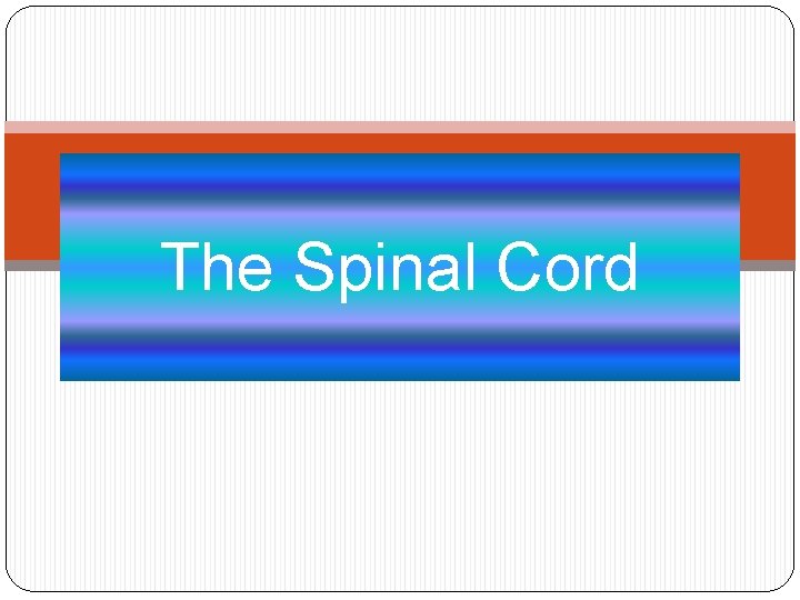 The Spinal Cord The Spinal Cord