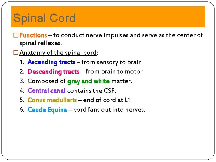 Spinal Cord � Functions – to conduct nerve impulses and serve as the center Spinal Cord � Functions – to conduct nerve impulses and serve as the center