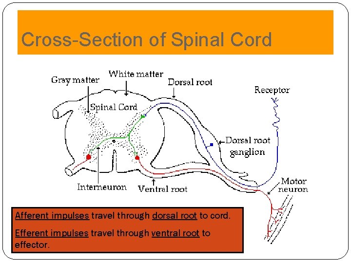 Cross-Section of Spinal Cord Afferent impulses travel through dorsal root to cord. Efferent impulses Cross-Section of Spinal Cord Afferent impulses travel through dorsal root to cord. Efferent impulses