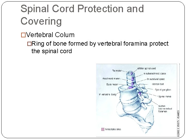 Spinal Cord Protection and Covering �Vertebral Colum �Ring of bone formed by vertebral foramina Spinal Cord Protection and Covering �Vertebral Colum �Ring of bone formed by vertebral foramina