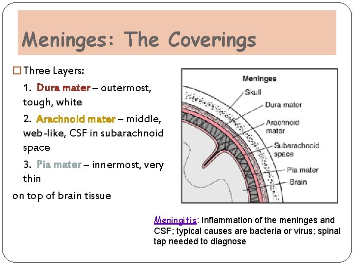 Meninges: The Coverings � Three Layers: 1. Dura mater – outermost, tough, white 2. Meninges: The Coverings � Three Layers: 1. Dura mater – outermost, tough, white 2.
