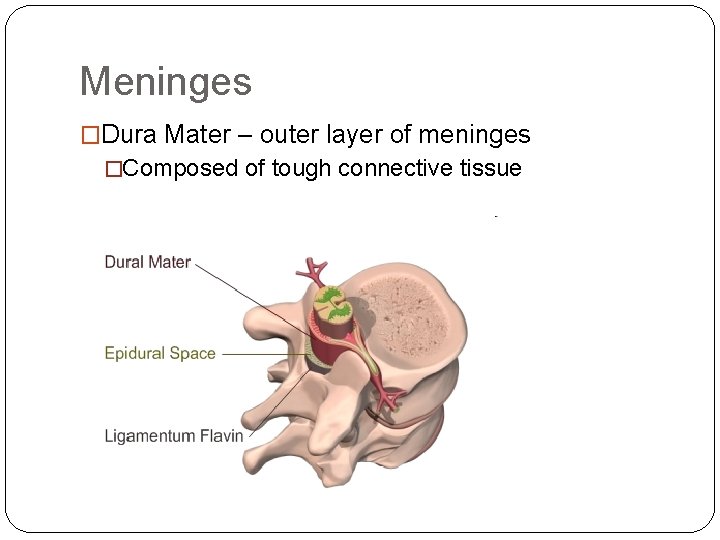 Meninges �Dura Mater – outer layer of meninges �Composed of tough connective tissue Meninges �Dura Mater – outer layer of meninges �Composed of tough connective tissue