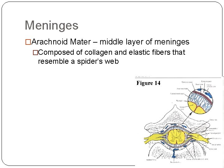 Meninges �Arachnoid Mater – middle layer of meninges �Composed of collagen and elastic fibers Meninges �Arachnoid Mater – middle layer of meninges �Composed of collagen and elastic fibers