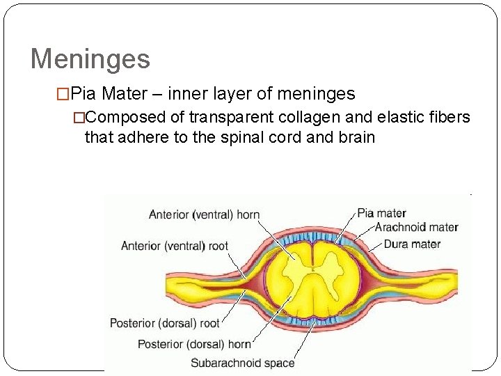 Meninges �Pia Mater – inner layer of meninges �Composed of transparent collagen and elastic Meninges �Pia Mater – inner layer of meninges �Composed of transparent collagen and elastic