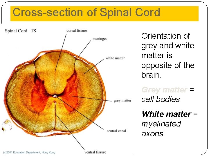 Cross-section of Spinal Cord Orientation of grey and white matter is opposite of the Cross-section of Spinal Cord Orientation of grey and white matter is opposite of the