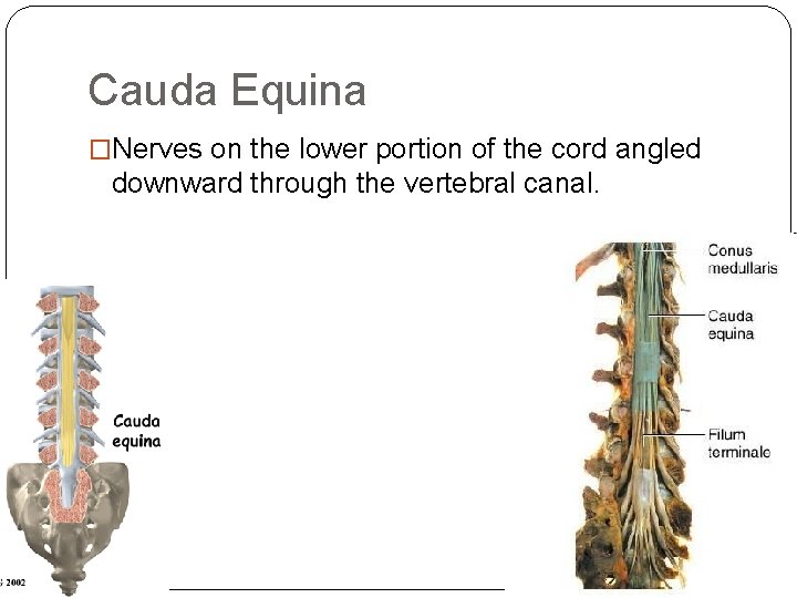 Cauda Equina �Nerves on the lower portion of the cord angled downward through the Cauda Equina �Nerves on the lower portion of the cord angled downward through the