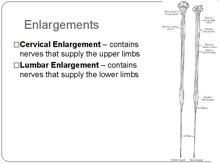 Enlargements �Cervical Enlargement – contains nerves that supply the upper limbs �Lumbar Enlargement – Enlargements �Cervical Enlargement – contains nerves that supply the upper limbs �Lumbar Enlargement –