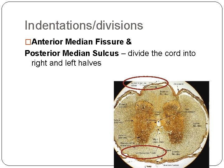 Indentations/divisions �Anterior Median Fissure & Posterior Median Sulcus – divide the cord into right Indentations/divisions �Anterior Median Fissure & Posterior Median Sulcus – divide the cord into right