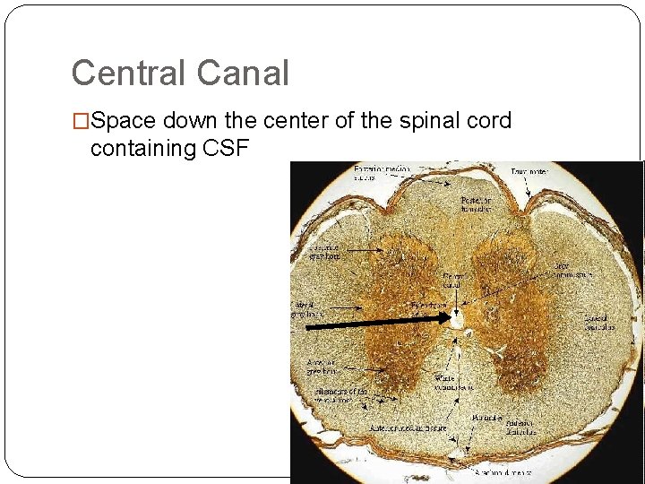 Central Canal �Space down the center of the spinal cord containing CSF Central Canal �Space down the center of the spinal cord containing CSF