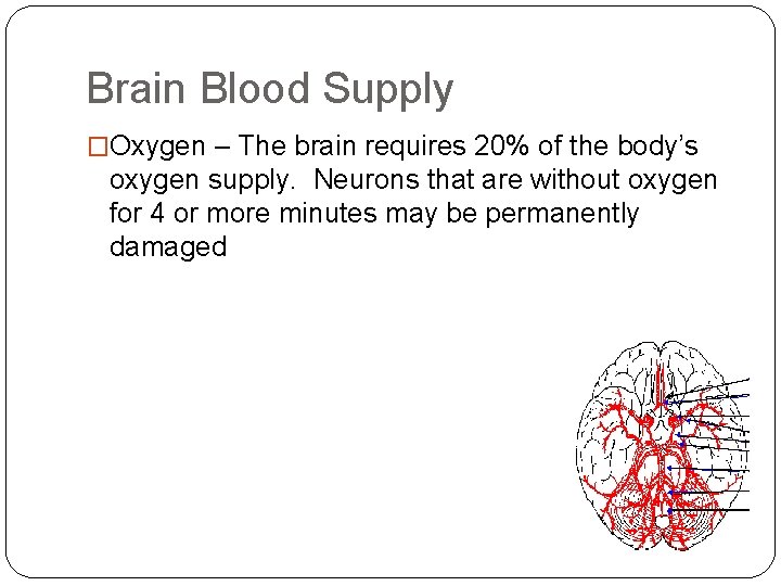 Brain Blood Supply �Oxygen – The brain requires 20% of the body’s oxygen supply. Brain Blood Supply �Oxygen – The brain requires 20% of the body’s oxygen supply.