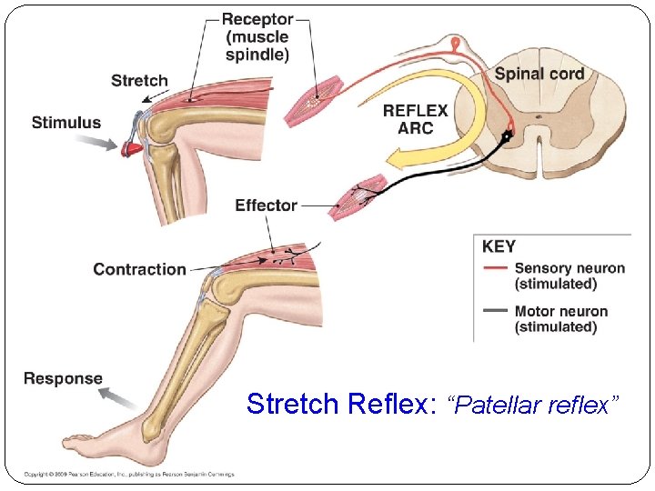 Stretch Reflex: “Patellar reflex” Stretch Reflex: “Patellar reflex”